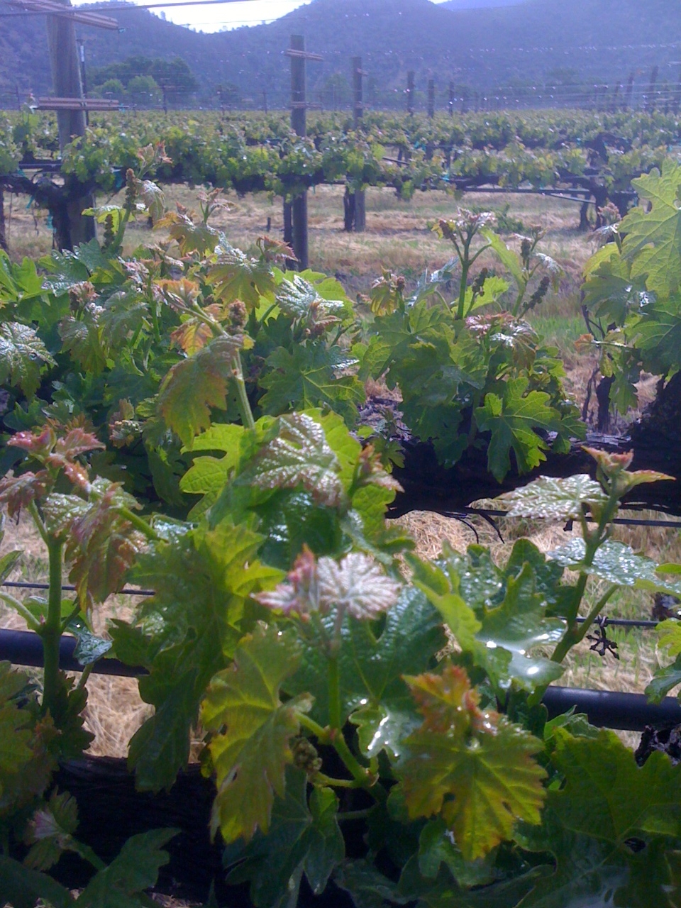 Vingolo Vineyards
